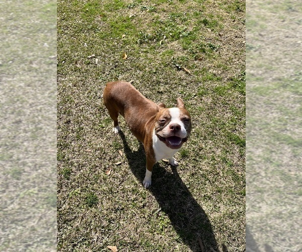 Medium Photo #1 Boston Terrier Puppy For Sale in CLEVELAND, TX, USA