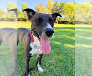 Selina - Female Labrador Retriever-Unknown Mix Dog for Adoption - Photo #3