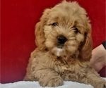 Small Photo #1 Cockapoo Puppy For Sale in MIAMI, FL, USA