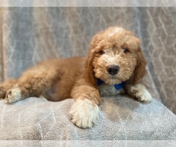 Medium Photo #15 Goldendoodle Puppy For Sale in LAKELAND, FL, USA