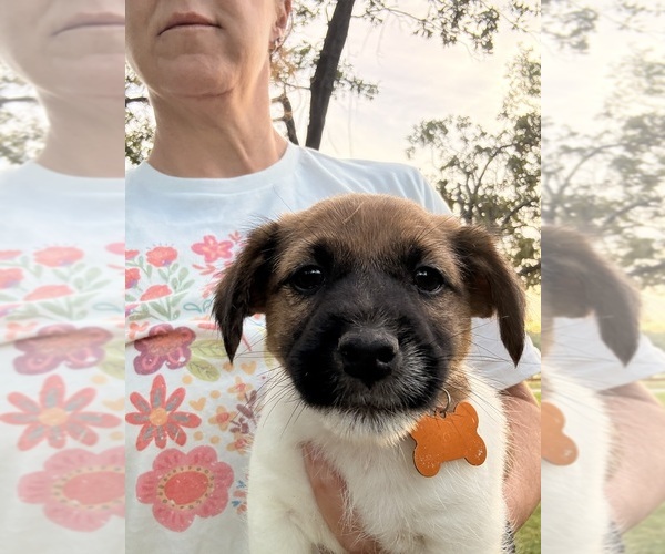 Medium Photo #1 Jack Russell Terrier Puppy For Sale in FREEMAN, MO, USA