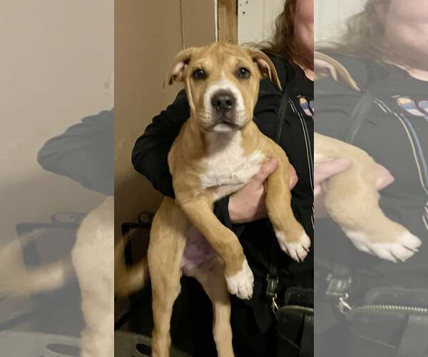 Medium Photo #1 Mastiff-Unknown Mix Puppy For Sale in Minneapolis, MN, USA