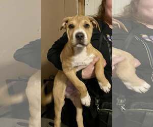 Mastiff-Unknown Mix Dogs for adoption in Minneapolis, MN, USA