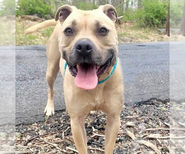 Medium Photo #3 American Staffordshire Terrier Puppy For Sale in Cranford, NJ, USA