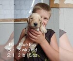Small Photo #2 Goldendoodle Puppy For Sale in ODON, IN, USA