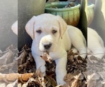 Puppy Daisy Labrador Retriever