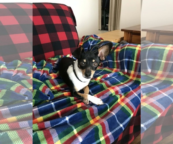 Medium Photo #1 Chiweenie Puppy For Sale in Minneapolis, MN, USA