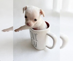 Chihuahua Puppy for sale in HUBERT, NC, USA