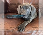 Puppy Cyan Collar M Cane Corso