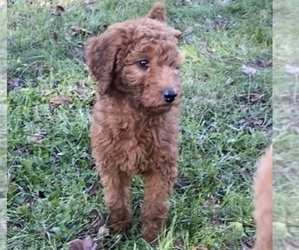 Goldendoodle (Miniature) Puppy for sale in NILES, MI, USA