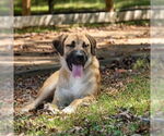 Small #7 Great Pyrenees Mix