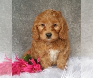 Miniature Labradoodle Puppy for sale in FREDERICKSBG, OH, USA