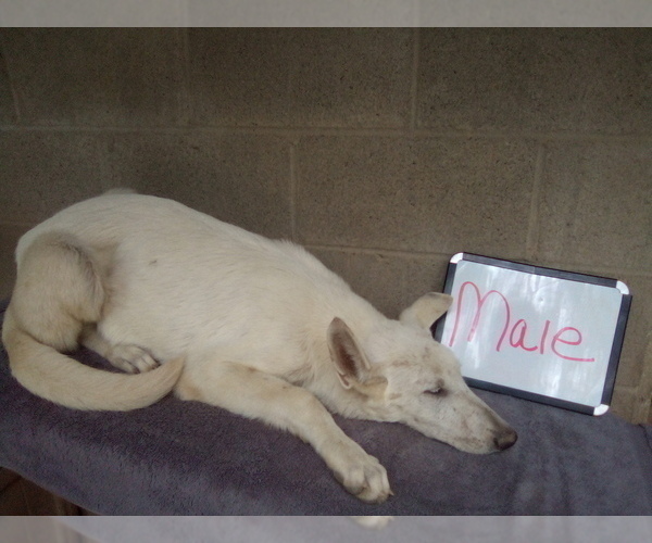 Medium Photo #7 German Shepherd Dog Puppy For Sale in LOGAN, OH, USA