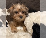 Small #2 Yorkshire Terrier