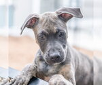 Small #1 Mutt