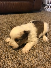Cowboy Corgi Puppy for sale in AXTELL, UT, USA