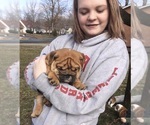 Small Photo #6 English Bulldog Puppy For Sale in STEPHENS CITY, VA, USA