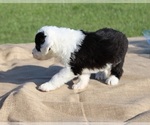 Small #2 Old English Sheepdog