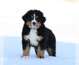 Bernese Mountain Dog Puppy for sale in FREDERICKSBURG, OH, USA