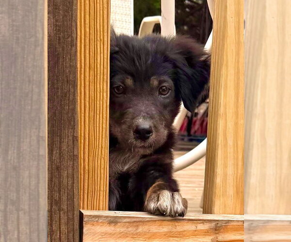 Medium Photo #1 Australian Shepherd-Unknown Mix Puppy For Sale in Claremore, OK, USA