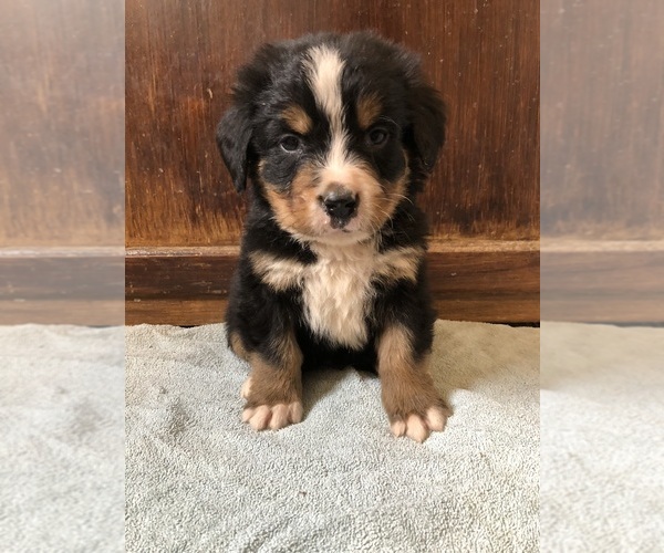 Medium Photo #4 Bernese Mountain Dog Puppy For Sale in AUGUSTA, WV, USA