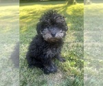 Small #1 Poodle (Miniature)