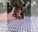 Small #4 Yorkshire Terrier