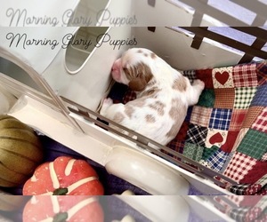 Cavalier King Charles Spaniel Dog for Adoption in WINSLOW, Arkansas USA