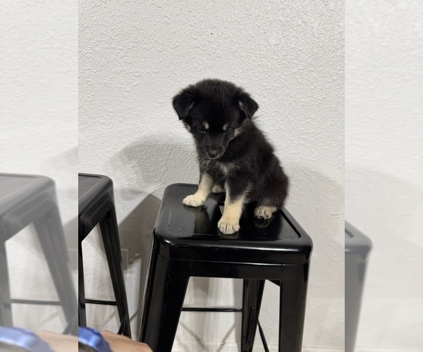 Medium Photo #9 Pomsky Puppy For Sale in DAVENPORT, FL, USA