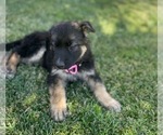 Small Photo #11 German Shepherd Dog-Siberian Husky Mix Puppy For Sale in JURUPA VALLEY, CA, USA