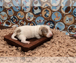 Small #7 Dachshund