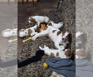 Brittany Litter for sale in EAST DUBUQUE, IL, USA