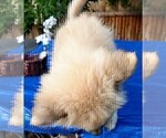 Small Photo #70 Pomsky Puppy For Sale in LOVELAND, CO, USA