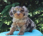 Small Photo #12 Cavapoo Puppy For Sale in THORP, WI, USA