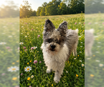 Small #5 Poodle (Miniature) Mix