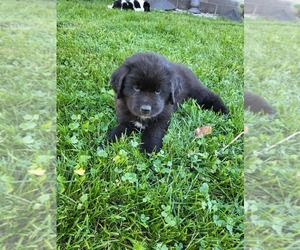 Newfoundland Puppy for sale in GOODHUE, MN, USA
