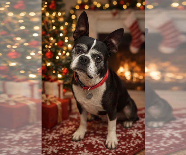 Medium Photo #1 Faux Frenchbo Bulldog Puppy For Sale in Phoenix, AZ, USA