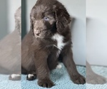 Small Photo #3 Aussiedoodle Puppy For Sale in BROADWAY, VA, USA