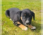 Puppy Jamie Australian Cattle Dog-Labrador Retriever Mix