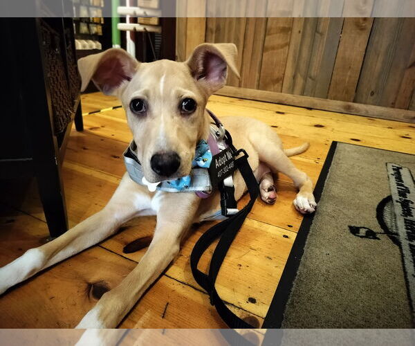 Medium Photo #3 Catahoula Leopard Dog-Labrador Retriever Mix Puppy For Sale in Sanford, FL, USA