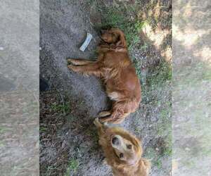 Mother of the Golden Retriever puppies born on 05/22/2026