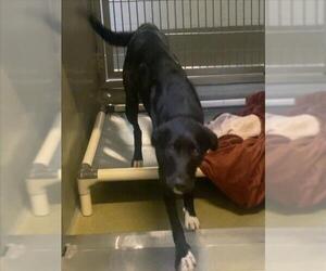 Shepradors Dogs for adoption in Rancho Cucamonga, CA, USA