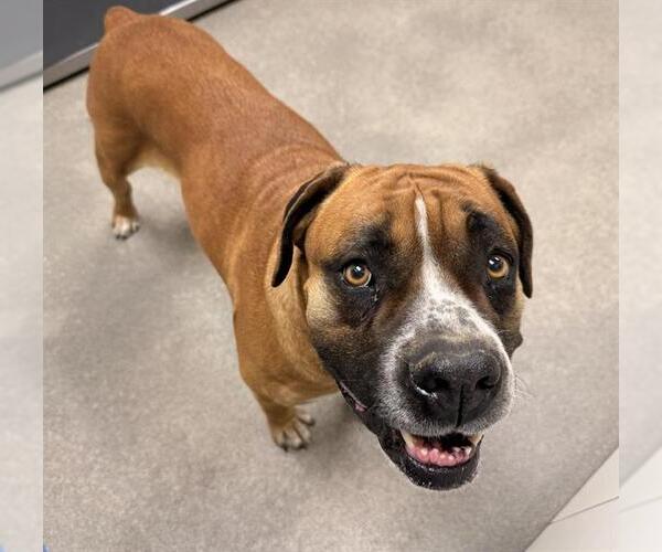 Medium Photo #1 Boxer-Mastiff Mix Puppy For Sale in HESPERIA, CA, USA