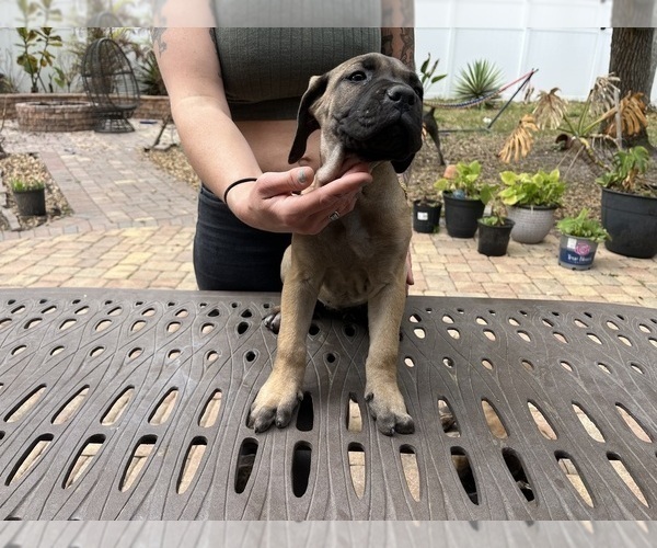 Medium Photo #15 Cane Corso Puppy For Sale in LAND O LAKES, FL, USA