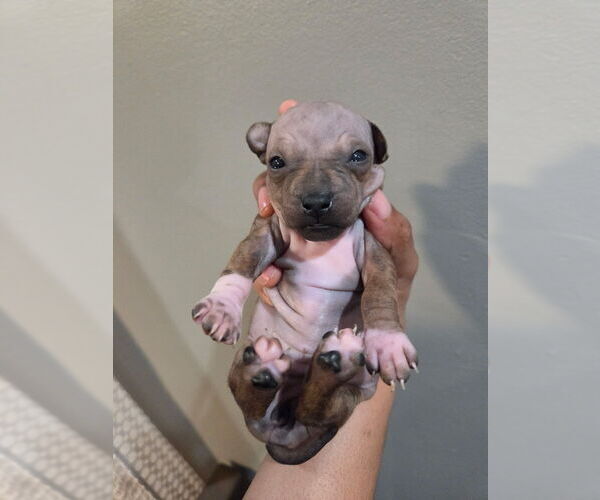 Medium Photo #4 American Hairless Terrier Puppy For Sale in MEDFORD, MA, USA