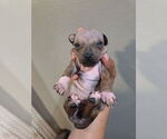 Small #3 American Hairless Terrier