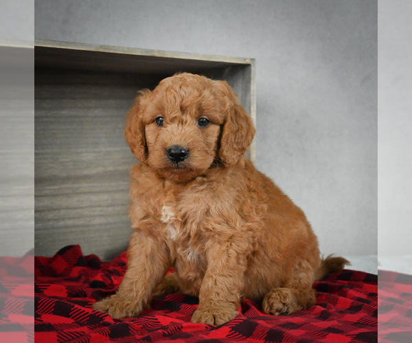 Medium Photo #2 Goldendoodle Puppy For Sale in ITASCA, TX, USA