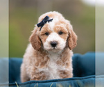 Small Photo #114 Maltipoo (Miniature) Puppy For Sale in WARSAW, IN, USA