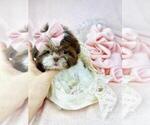 Small Photo #2 Shih Tzu Puppy For Sale in MIAMI, FL, USA