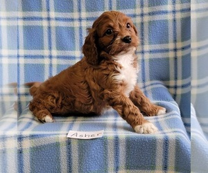 Cavapoo Dog for Adoption in HOPKINSVILLE, Kentucky USA